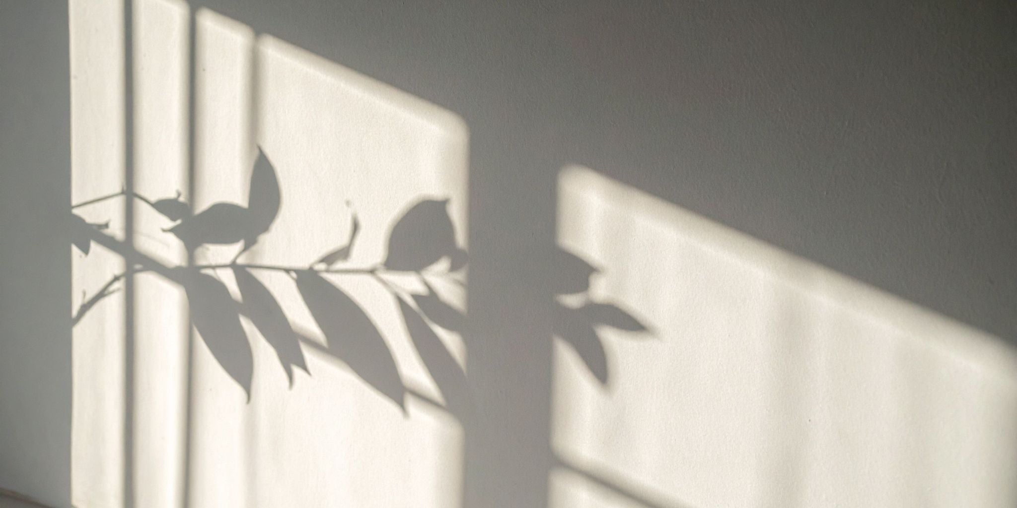 Shadow of a plant on a white wall with a dark background